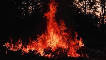 Feuerschleife isolierte nahtlose Schleife. Looping-Feuerelement, Smotion-Feuerzündung von unten nach oben. isolierte Feuerflamme video