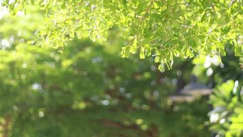 green leaves, sunlight shining through the morning video