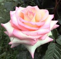 una rosa en plena floración foto