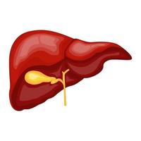 imagen de vector de ilustración de órgano de hígado
