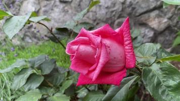 rosa Rose über einem verschwommenen Hintergrund video