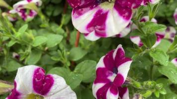 fleurs de pétunia après la pluie video