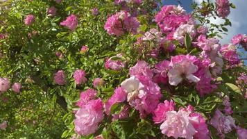 exuberantes arbustos de rosas rosadas contra el cielo video
