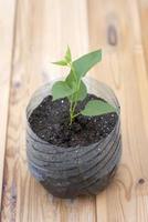 una planta en una maceta de plástico foto