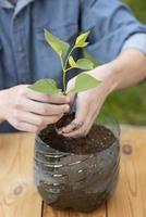 una planta en una maceta de plástico foto