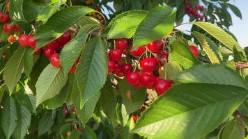 Red Cherry Fruits on The Branches video