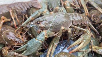 A Group of Crayfish Close-Up video