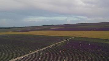 vista aérea del campo de lavanda video