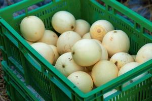 Many yellow ripe cantaloupes are piled up in the green baskets ready to be sell