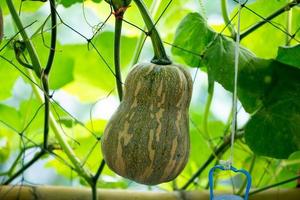 Pumpkins hanging from the bamboo fence  in the garden