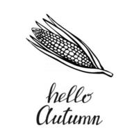 Hand drawn lettering with decorative elements, corn. Text Hello Autumn on the white background. Vector illustration. Perfect for prints, flyers, banners, invitations
