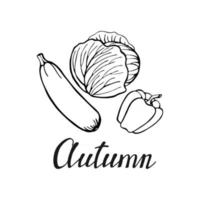 Hand drawn lettering with decorative elements, zucchini, pepper, cabbage. Text Autumn on the white background. Vector illustration. Perfect for prints, flyers, banners, invitations