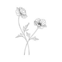 Hand drawn poppy floral illustration. vector