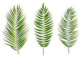Palm Tree Leaf Silhouette Isolated on White Background vector