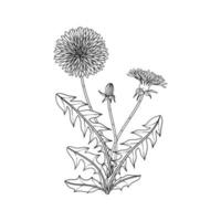 Hand drawn dandelion floral illustration. vector