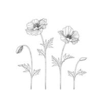 Hand drawn poppy floral illustration. vector