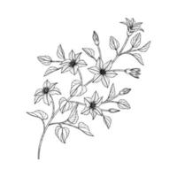 Hand drawn clematis floral illustration. vector