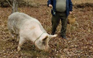 Cosecha de trufas negras con la ayuda de un cerdo en Lalbenque, Francia foto