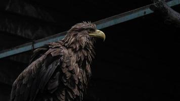 Primer plano del águila de cola blanca adulta. águila ucraniana foto