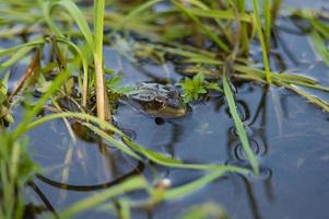 rana verde en la orilla del río sacó la cabeza del agua foto