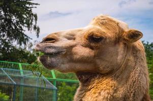 Face of camel closeup in farm photo