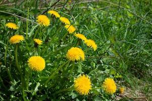 Yellow blooming flower of dandelion closeup on green field photo