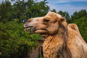 Cara de primer plano de camello en la granja foto
