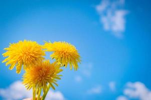 Yellow blooming flower of dandelion closeup with blue sky on background photo