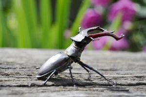 Male stag beetle with long and sharp jaws in wild forest sitting on the trunk of an oak tree photo