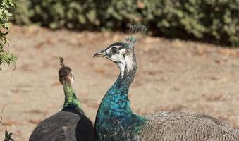 Peacock in a park in Madrid, Spain photo