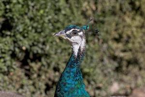 Peacock in a park in Madrid, Spain