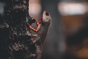 lagarto en árbol foto