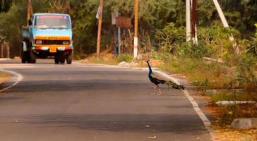 Beautiful Peacock on road photo