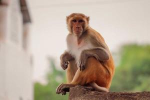 Monkey sitting on wall photo