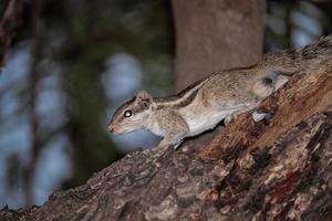 Squirrel sitting on tree photo