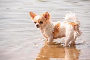 A white chihuahua stands with its paws wet in the water in the river. Chihuahua walks on the beach. photo