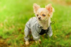 Chihuahua dog in clothes on the grass. dressed dog on the grass. Chihuahua in a gray raincoat. photo