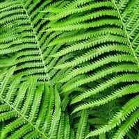Nature pattern made from green fern leaves. photo
