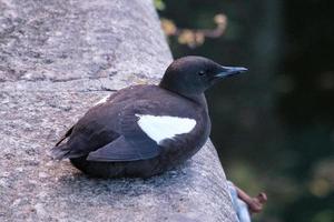 Black Guillemot Cepphus grylle Lagan River Belfast Northern Ireland UK photo