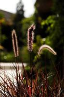 Close-up of foxtail plants in daylight photo