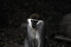 The Chilada Monkey photo