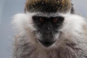 The Chilada Monkey photo