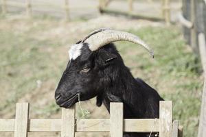 Wild goat with horns photo