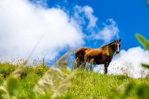 Horse on a hilltop. Dargaville, New Zealand photo