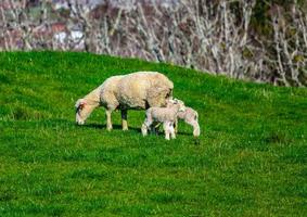 Sheep grazing in a field. Auckland, New Zealand
