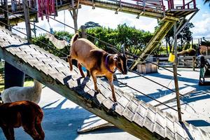 Goat coming down a ramp. Auckland, New Zealand photo