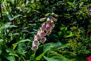 exhibiciones florales en los jardines botánicos del parque pukekura. New Plymouth, Taranaki, Nueva Zelanda foto