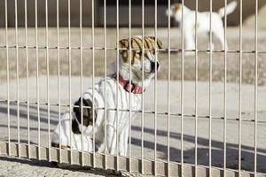 Abandoned dog and caged photo