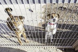 Abandoned dog and caged photo