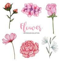 Many kinds of beautiful flowers in water color style vector